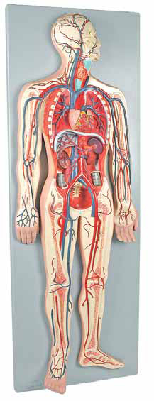 Human Circulatory System 1/2 natural size, 2 Parts